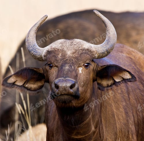 Preview: Young African Buffalo In Kruger National Park, South Africa