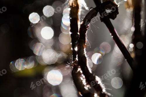 Preview: Abstract, Macro Composition With Leaves And Water Drops