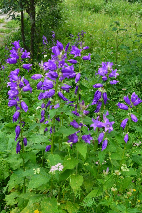 Preview: Campanula (Bellflower) In Natural Habitat