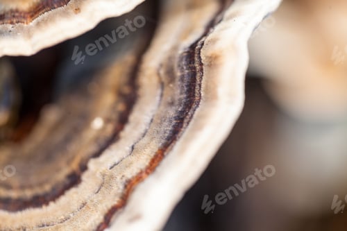 Preview: Colorful Tree Mushrooms On An Old Trunk With Natural Background - Beautiful Details