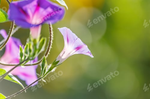 Preview: Beaty Convolvulus Arvensis In The Garden
