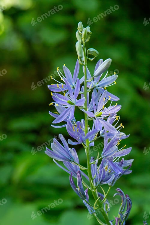 Preview: Camassia Leichtlinii In Spring Garden. Camassia (Camassia) Is An Onion Perennial Belonging To The