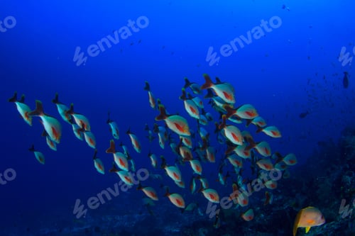 Preview: Coral Reef Fish. Red Snappers School.