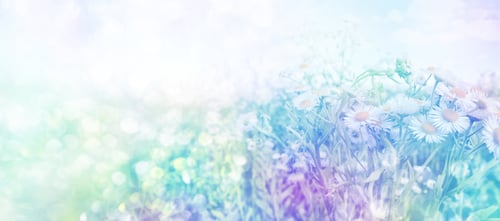 Preview: Wildflower Daisies. Summer Landscape.