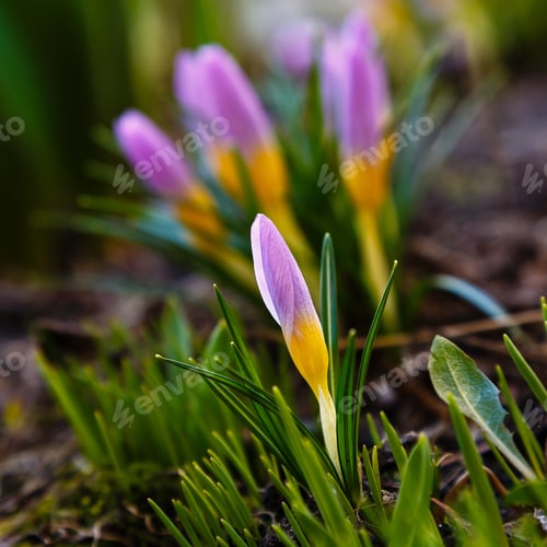 Preview: Beautiful Spring Background With Close-Up Of A Group Of Blooming Purple, Yellow, White Crocus