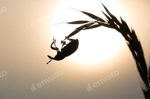 Preview: Close Up Of Beetle Sitting On Plant. Beautiful Natural Macro Of Insect.