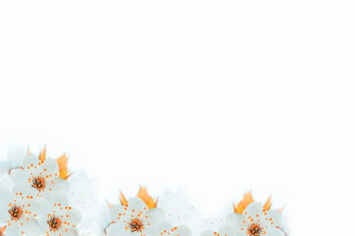 Preview: Flowering Branch Of Cherry Isolated On A White Background.