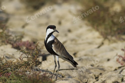 Preview: Drought And Water Bird. Dry Soil Background. Bird: Spur Winged Lapwing. Vanellus Spinosus. Bafa
