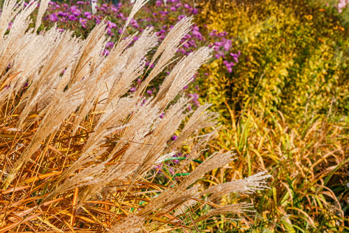 Preview: Flowers In The Autumn Garden. Flowering Perennials In The Garden Or Park