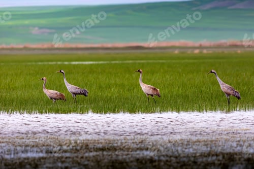 Preview: Crane. Nature Habitat Background. Bird: Common Crane. Grus Grus.