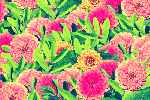 Preview: Bright And Colorful Flowers Zinnias. Floral Background.