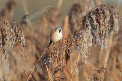 Preview: Bearded Reedling Or Bearded Tit (Panurus Biarmicus) Baden-Wuerttemberg, Germany