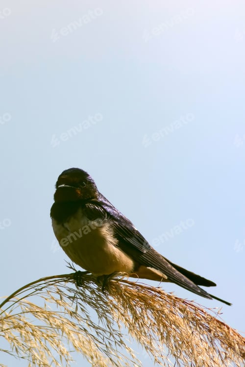 Preview: Cute Bird Barn Swallow. Hirundo Rustica. Blue Sky Background.