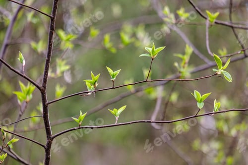 Preview: First Fresh Green Leaves On Trees In Spring. Foliage