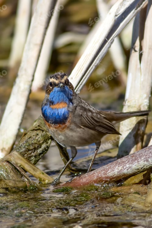 Preview: Cute Bird Bluethroat. Luscinia Svecica. Natural Habitat Background.