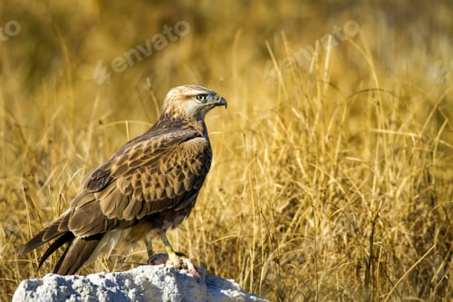 Preview: Bird Of Prey. Buzzard And Its Hunt Least Weasel. Yellow Nature Habitat Background. Bird: Long