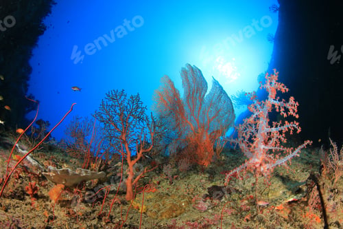 Preview: Coral