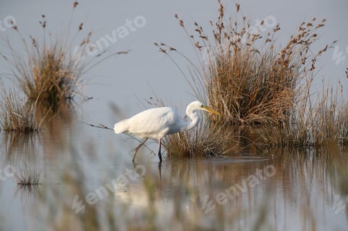 Preview: Great Egret (Ardea Alba) Germany
