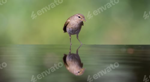 Preview: Small Bird At A Pond