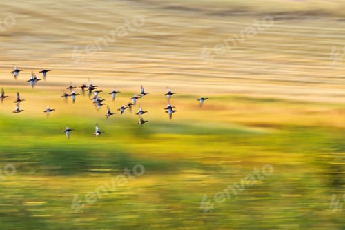 Preview: Flying Duks. Colorful Nature Background. Panning Technique Photography. Birds: Red Crested Pochard