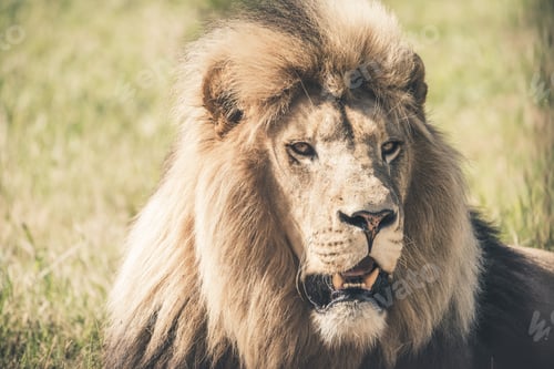 Preview: Male Lion With Big Mane Lying In Grass. Mpongo Game Reserve. South Africa.