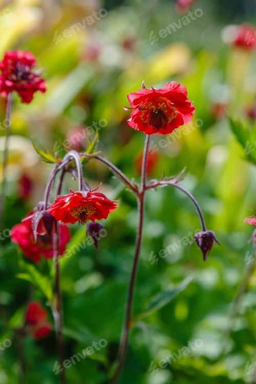 Preview: Red Flower Geum Rivale (Rosaceae, Sort Leonard) In Summer Garden