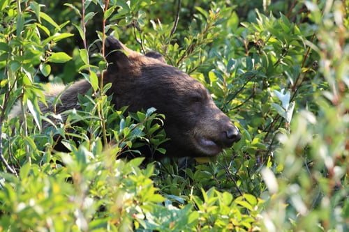 Preview: Grizzly Bear (Ursus Arctos Horribilis), Glacier National Park, Montana, United States Of America