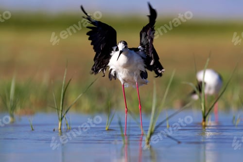 Preview: Beautiful Water Bird. Black Winged Stilt. Green Nature Habitat Background.