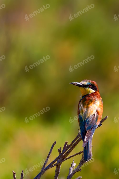 Preview: Colorful Bird. Nature Background. European Bee Eater. Merops Apiaster.