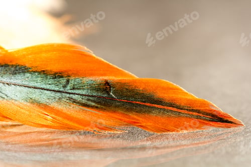 Preview: Colorful Rooster Feather With Details And Reflexions