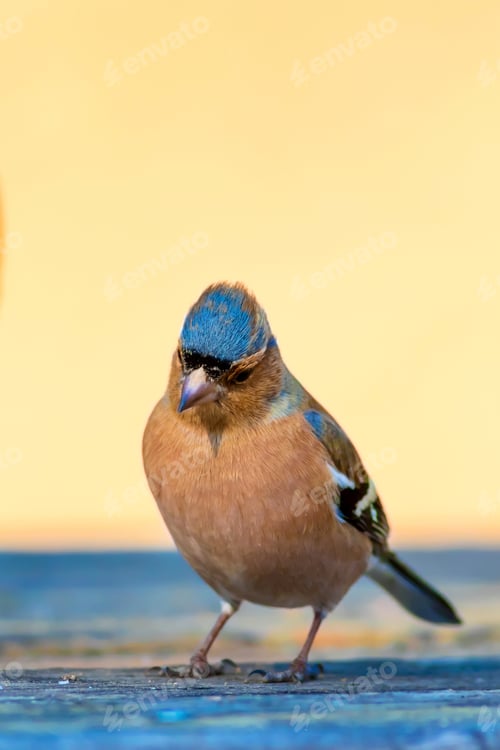 Preview: Cute Little Bird. Clean Background. Yellow Blue Nature Background. Common Chaffinch Fringilla