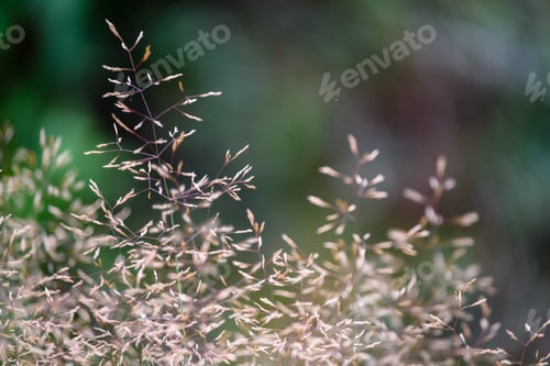 Preview: Abstract Lush Of Summer Flowers And Bents In Evening Sun In The Meadow Flower Textures With Blur