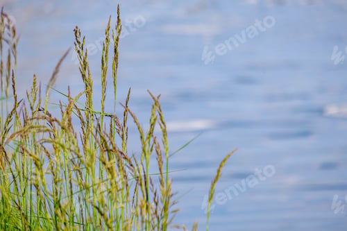 Preview: Green Meadow Pasture Grass Details By The River With Blur Background