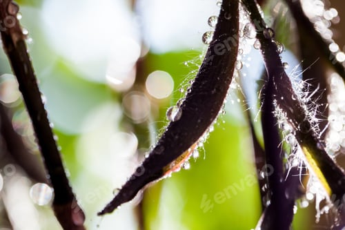 Preview: Abstract, Macro Composition With Leaves And Water Drops