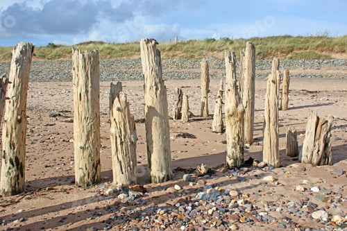Preview: Old Wooden Groynes On Dawlish Warren Beach