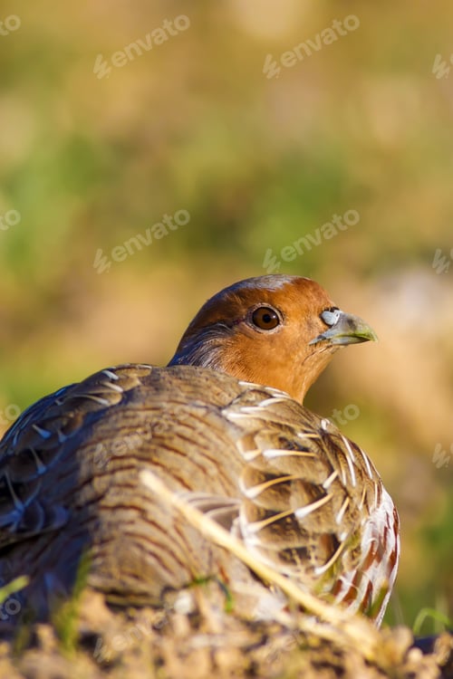 Preview: Partridges. Colorful Nature Background. Bird: Grey Partridge. Perdix Perdix.