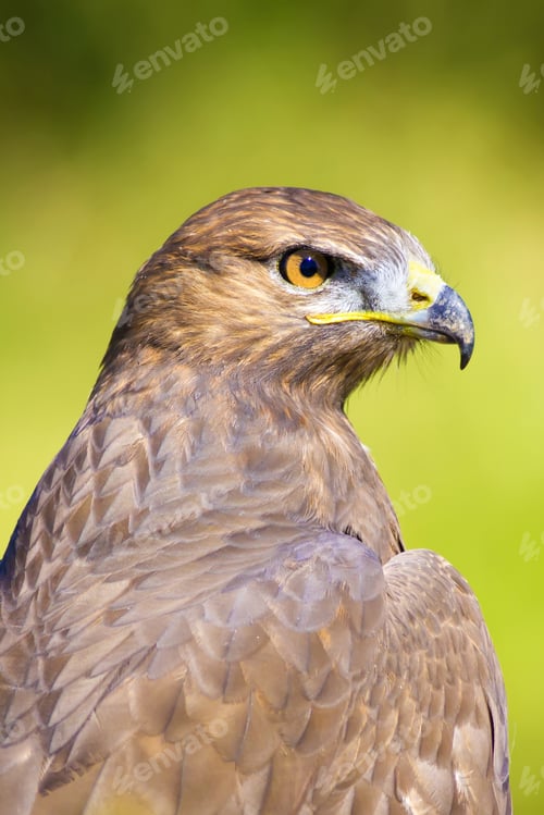 Preview: Bird Of Prey. Buzzard Portrait. Green Nature Background. Bird: Long Legged Buzzard. Buteo Rufinus.