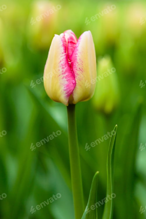 Preview: Beautiful Flower Of Tulip Sort Del Piero. Hybrids Of Tulips - A Beautiful Spring Bulbs. Growing