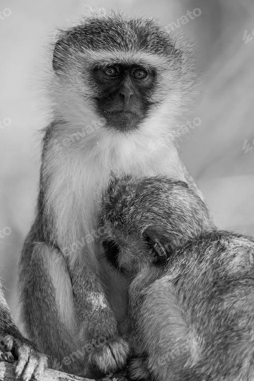 Preview: Vervet Monkeys (Chlorocebus Pygerythrus) In Kruger National Park, South Africa