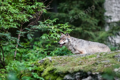 Preview: Gray (Or Grey) Wolf (Canis Lupus) In The Bayerischer Wald National Park In Bavaria, Germany