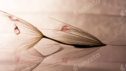 Preview: Macro, Abstract Composition With Water Drops On Dandelion Seeds
