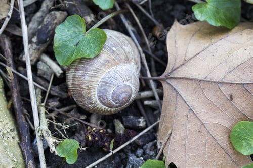 Preview: Orchard Snail (Helix Pomatia) - Shell With Soil Texture And Leaves