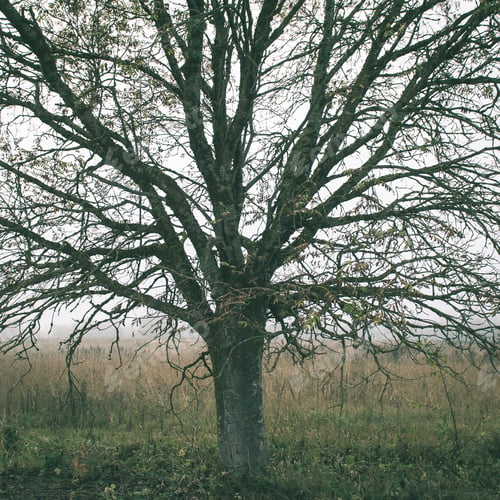 Preview: Trees In Beautiful Forest In Autumn In Colorful Morning - Instant Vintage Square Photo