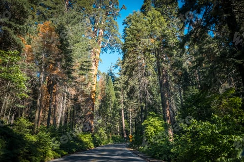 Preview: Scenic Forest Highway In The Sunny Sequoia National Park. The Nature Of California