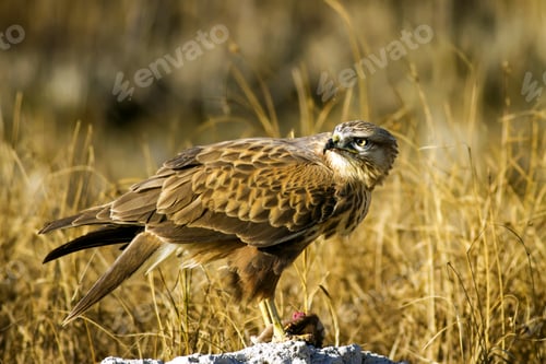 Preview: Bird Of Prey. Buzzard And Its Hunt Least Weasel. Yellow Nature Habitat Background. Bird: Long