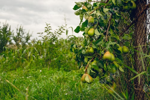 Preview: Harvest Of Pears. Summer Rural Landscape