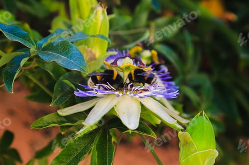 Preview: Blue Flower Or Passiflora (Passiflora Caerulea) Leaves In Tropical Garden. Beautiful Passion Fruit