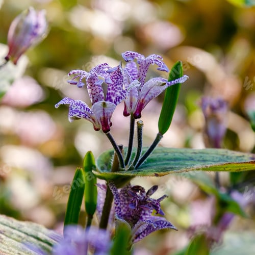 Preview: Toad Lily (Tricyrtis Hirta). Known Also As Hairy Toad Lily. Another Scientific Name Is Tricyrtis