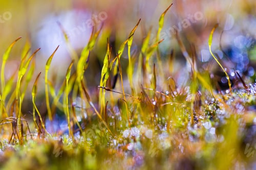 Preview: Fresh Green Blooming Moss In Big Close Up. Moss Or Lichens Blooming In Spring.