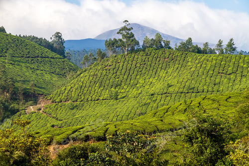 Preview: Tea Plantations In Munnar, Kerala, South India